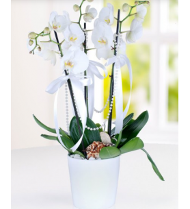 3 Dal Beyaz Orkide Çiçeği